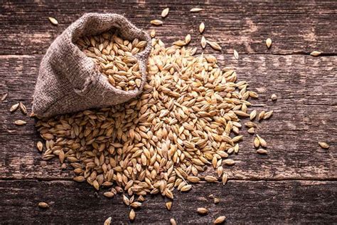 what does malt stand for.